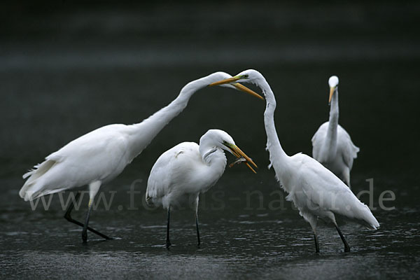 Silberreiher (Egretta alba)