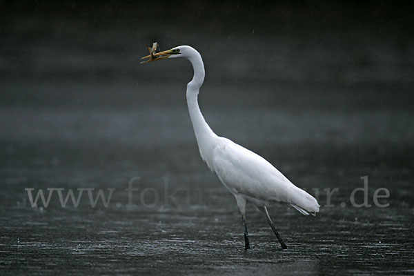 Silberreiher (Egretta alba)