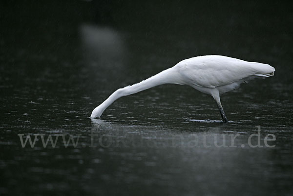 Silberreiher (Egretta alba)