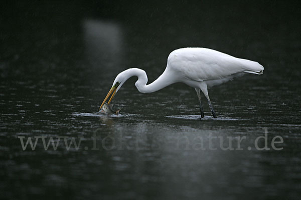 Silberreiher (Egretta alba)