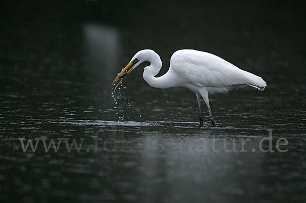 Silberreiher (Egretta alba)