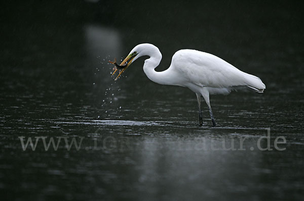 Silberreiher (Egretta alba)