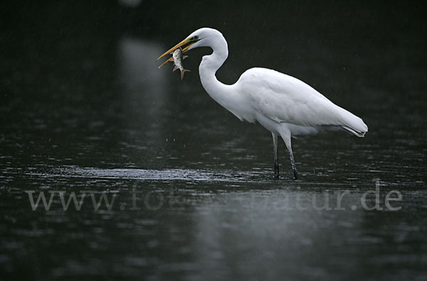 Silberreiher (Egretta alba)