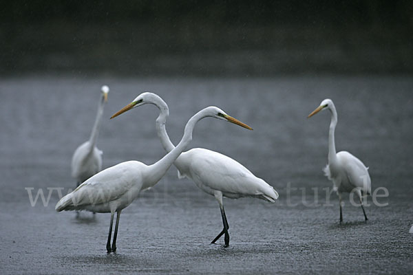 Silberreiher (Egretta alba)