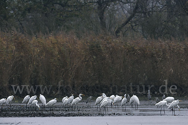 Silberreiher (Egretta alba)