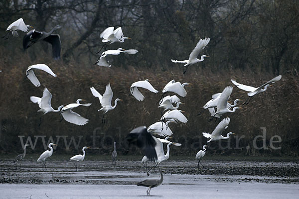 Silberreiher (Egretta alba)