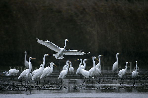 Silberreiher (Egretta alba)