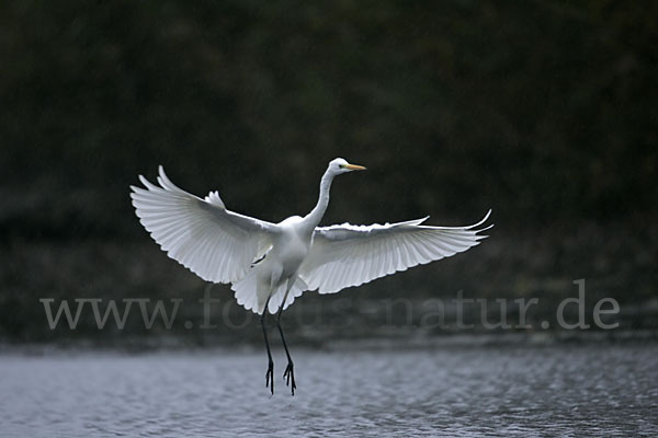 Silberreiher (Egretta alba)