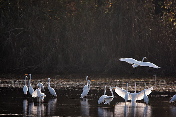 Silberreiher (Egretta alba)