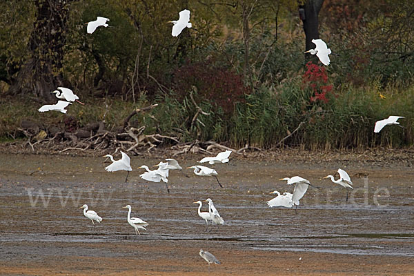 Silberreiher (Egretta alba)