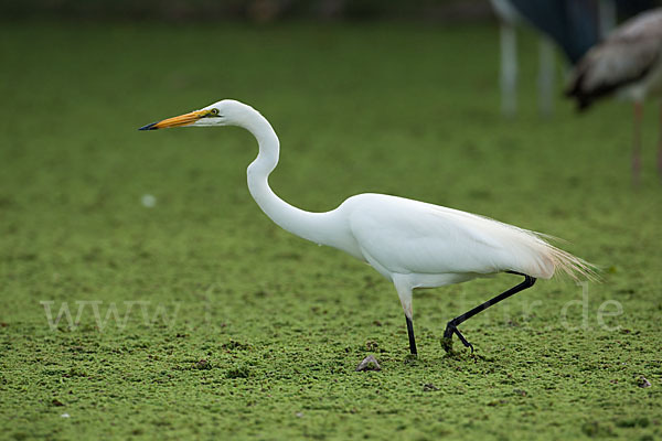 Silberreiher (Egretta alba)