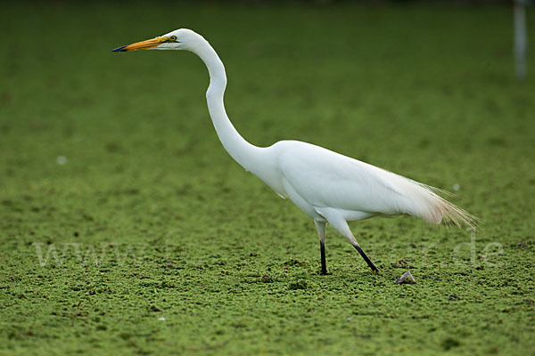 Silberreiher (Egretta alba)