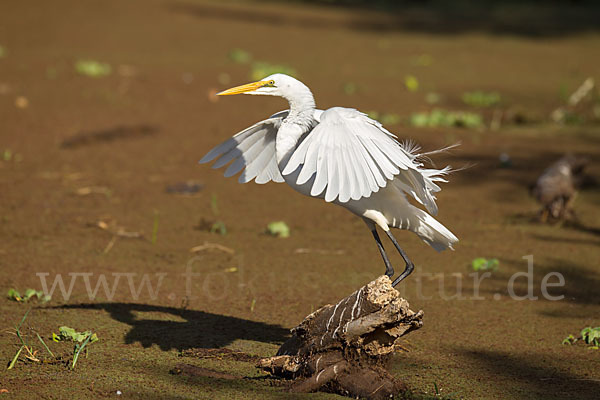 Silberreiher (Egretta alba)