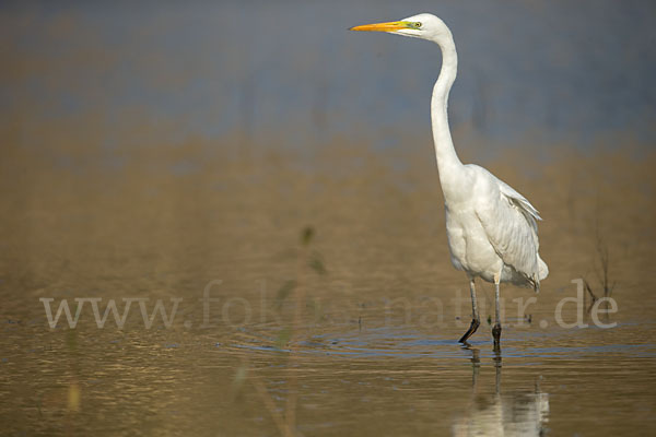 Silberreiher (Egretta alba)