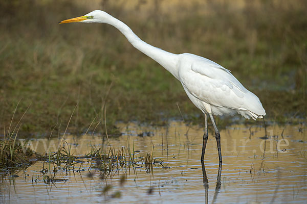 Silberreiher (Egretta alba)