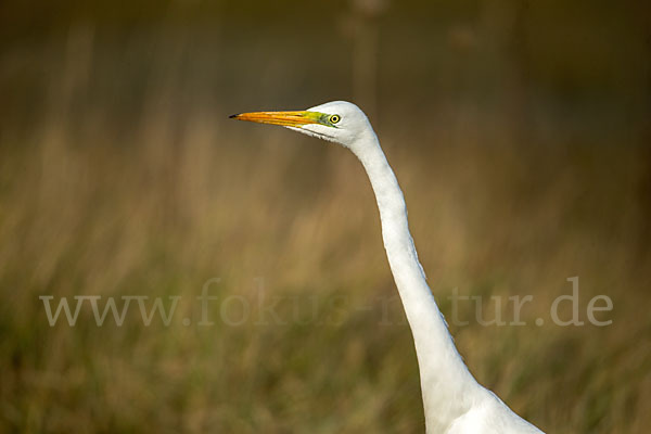 Silberreiher (Egretta alba)