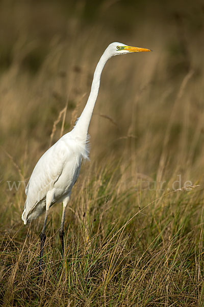 Silberreiher (Egretta alba)