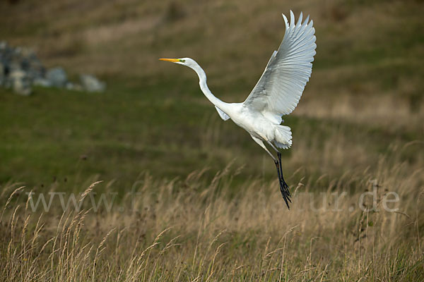 Silberreiher (Egretta alba)