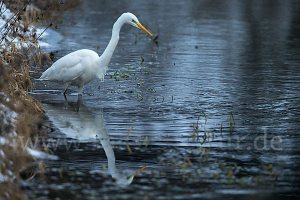 Silberreiher (Egretta alba)