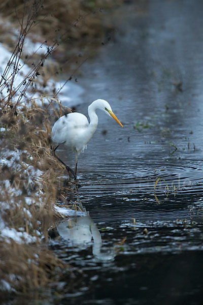 Silberreiher (Egretta alba)