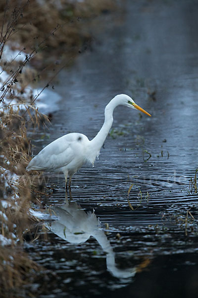 Silberreiher (Egretta alba)