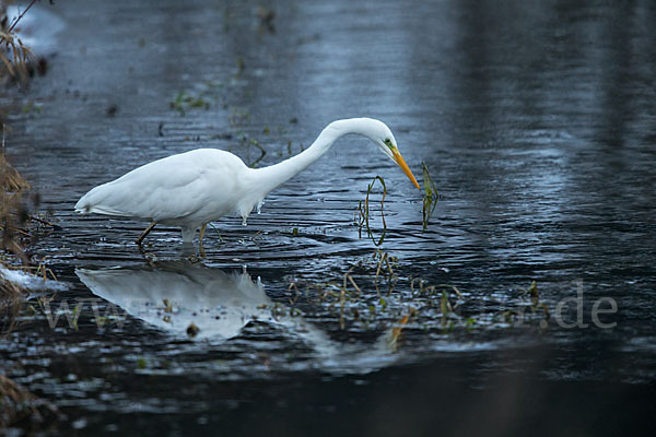 Silberreiher (Egretta alba)