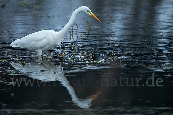 Silberreiher (Egretta alba)