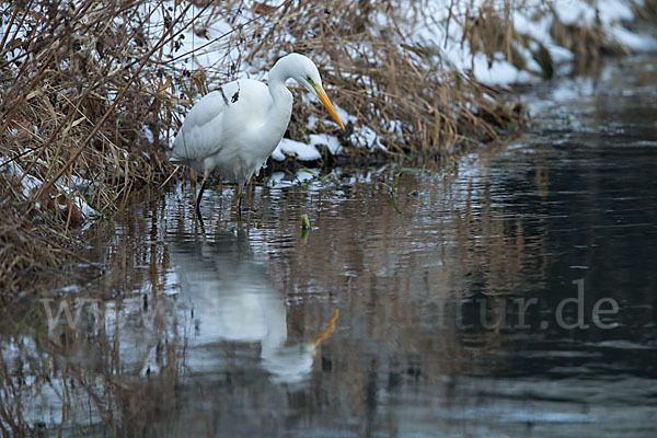 Silberreiher (Egretta alba)