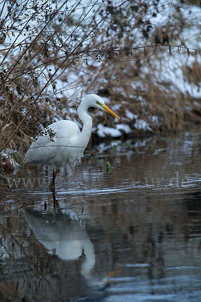 Silberreiher (Egretta alba)