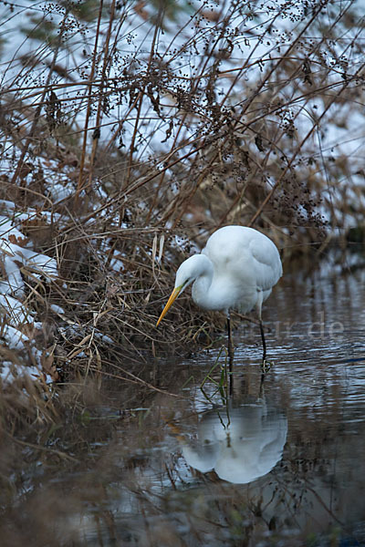 Silberreiher (Egretta alba)