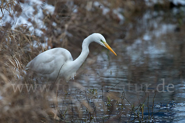 Silberreiher (Egretta alba)