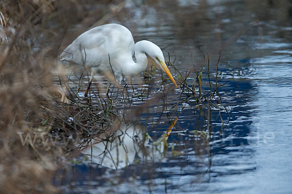 Silberreiher (Egretta alba)