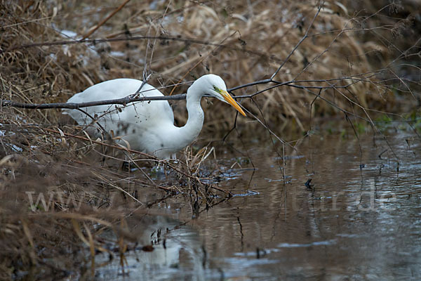 Silberreiher (Egretta alba)