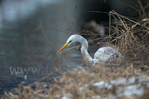 Silberreiher (Egretta alba)