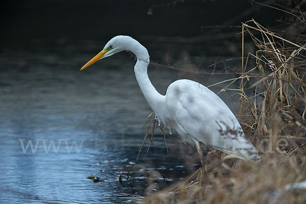 Silberreiher (Egretta alba)