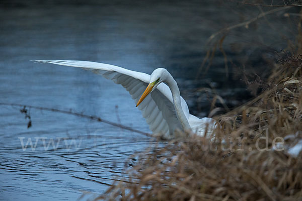 Silberreiher (Egretta alba)