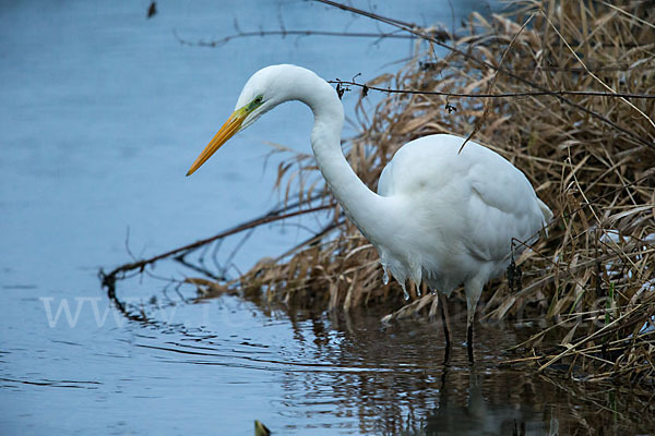 Silberreiher (Egretta alba)