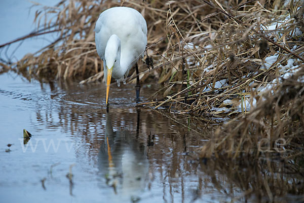 Silberreiher (Egretta alba)