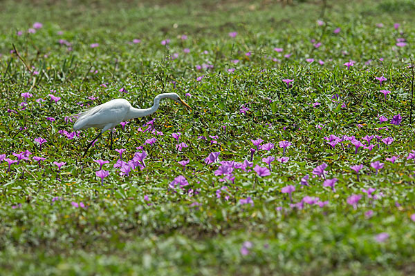 Silberreiher (Egretta alba)