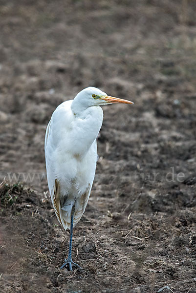 Silberreiher (Egretta alba)