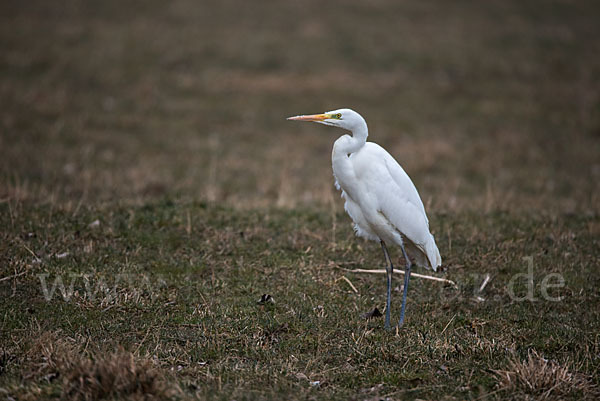 Silberreiher (Egretta alba)