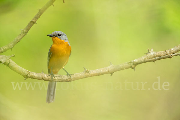 Silberschnäpper (Empidornis semipartitus)
