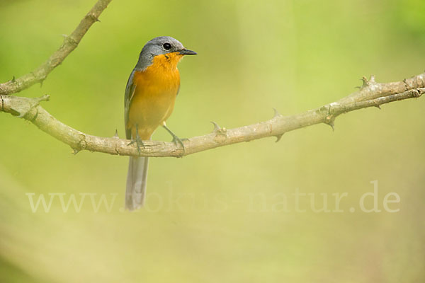 Silberschnäpper (Empidornis semipartitus)