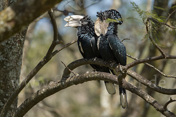 Silberwangen-Hornvogel (Bycanistes brevis)