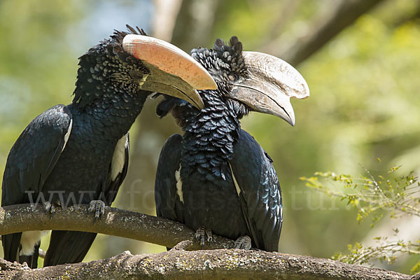 Silberwangen-Hornvogel (Bycanistes brevis)