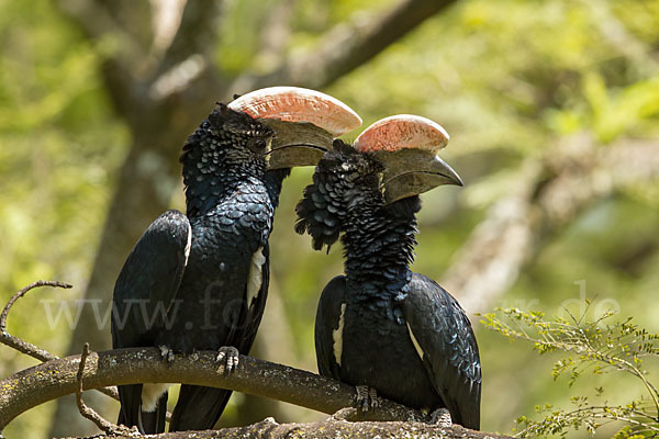 Silberwangen-Hornvogel (Bycanistes brevis)