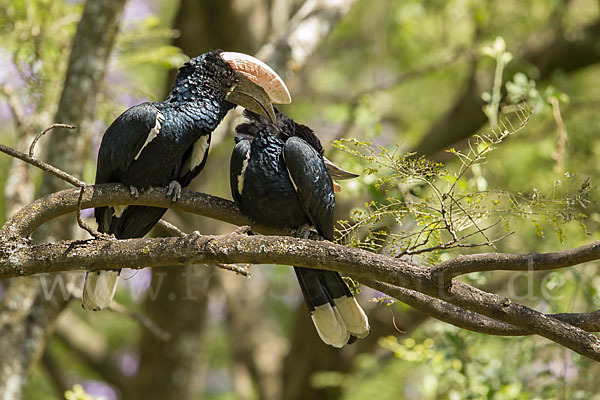 Silberwangen-Hornvogel (Bycanistes brevis)