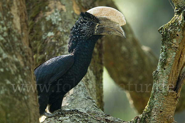 Silberwangen-Hornvogel (Bycanistes brevis)