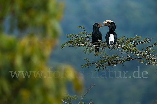 Silberwangen-Hornvogel (Bycanistes brevis)