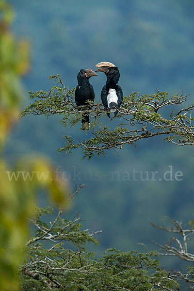 Silberwangen-Hornvogel (Bycanistes brevis)